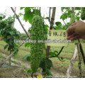 High Quality Hybrid Bitter Melon Seeds/Hot and Cold Resistant Bitter Gourd Seeds For Sowing